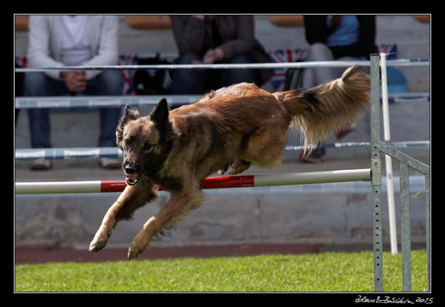 FMBB 2015, Agility 1, 8.5.2015