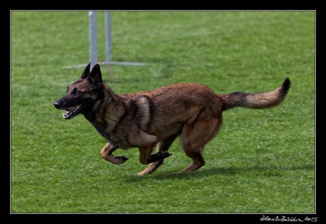 FMBB 2015, Agility 1, 8.5.2015