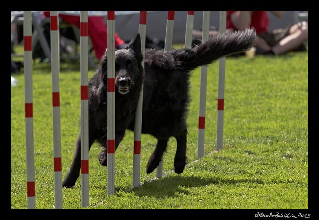 FMBB 2015, Agility 1, 8.5.2015