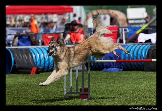 FMBB 2015, Agility 1, 8.5.2015