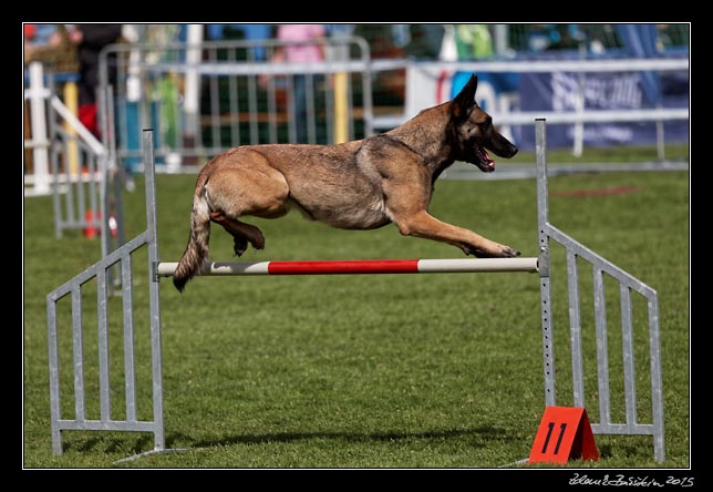 FMBB 2015, Agility 1, 8.5.2015