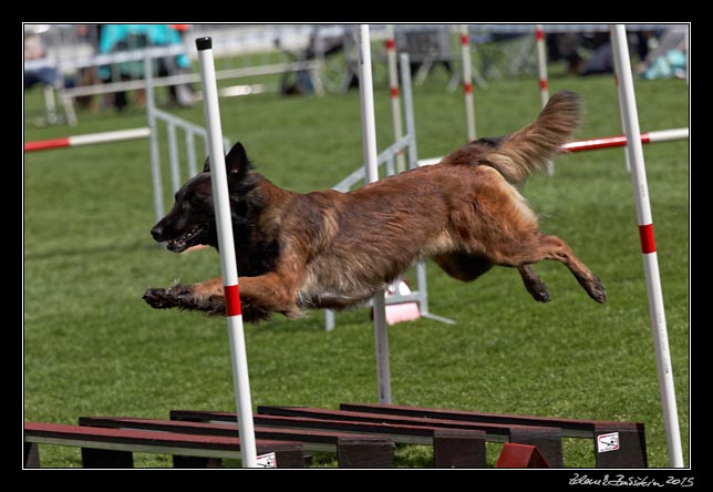 FMBB 2015, Agility 1, 8.5.2015