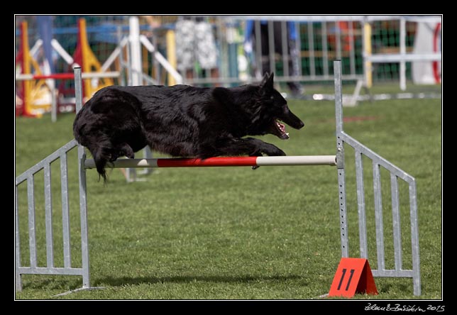 FMBB 2015, Agility 1, 8.5.2015