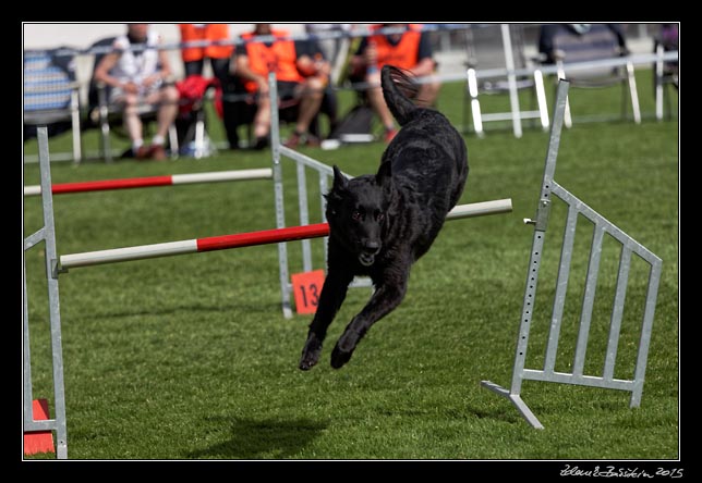 FMBB 2015, Agility 1, 8.5.2015