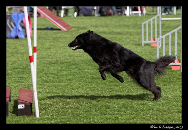 FMBB 2015, Agility 1, 8.5.2015