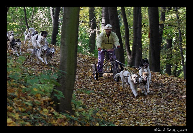 Mladá Boleslav 23.10.2010 - Svatováclavské psí ježdění