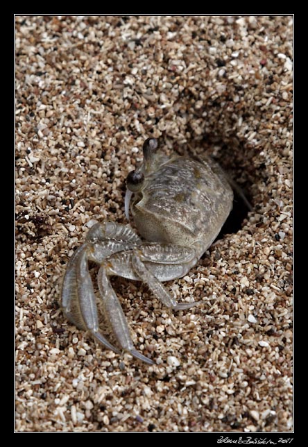 krab - a crab