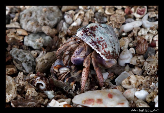 rak poustevník - a hermit crab