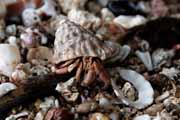 rak poustevník - a hermit crab