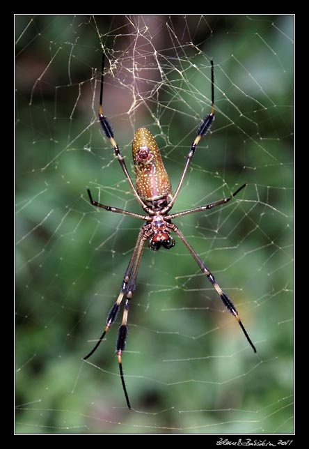 golden orb spider - nephila spec.