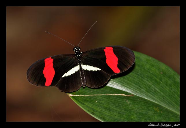 small postman - heliconius erato