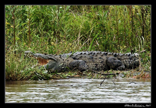 krokodýl - american crocodile - crocodylus acutus