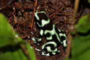 pralesnička batikovaná - black and green dart frog - dendrobates auratus