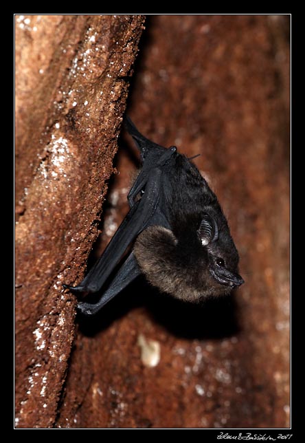 netopýr - a bat