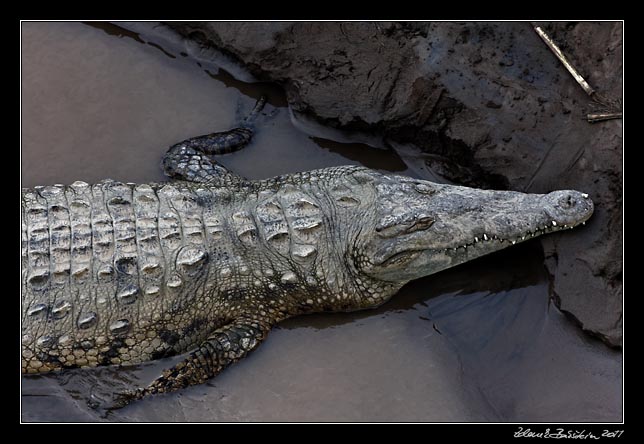 krokodl - american crocodile - crocodylus acutus