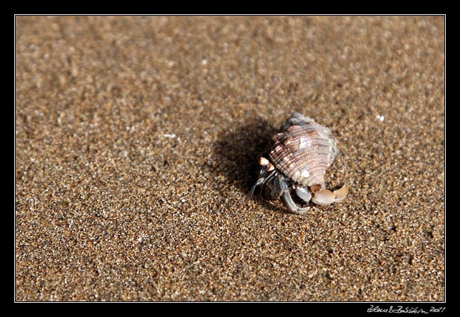 rak poustevnk - a hermit crab