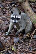mýval severní - northern raccoon - procyon lotor