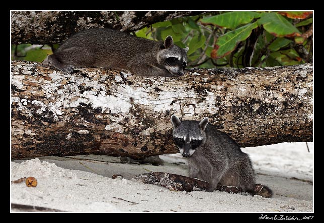 mval severn - northern raccoon - procyon lotor