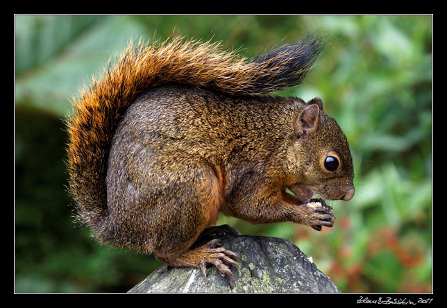 veverka - variegated squirrel - sciurus variegatoides