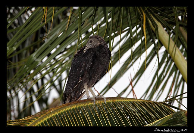 sup hnd - black vulture - aegypius monachus