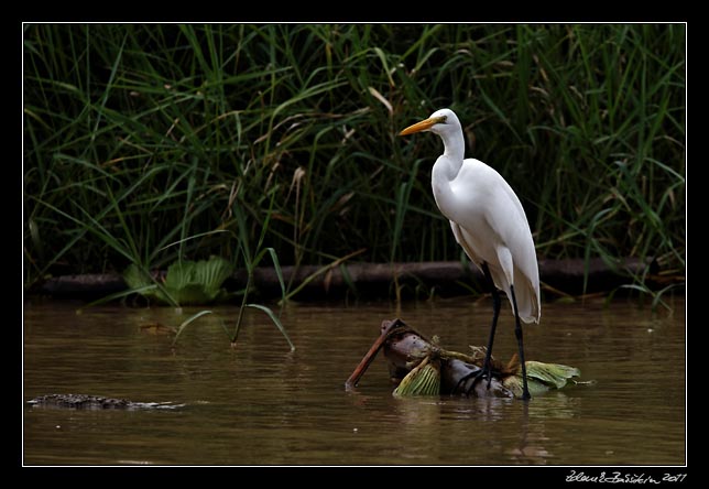 volavka blostn - snowy egret - egretta thula