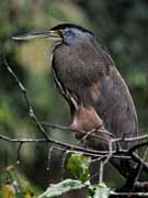 buka mexick - bare-throated tiger heron - tigrisoma mexicanum