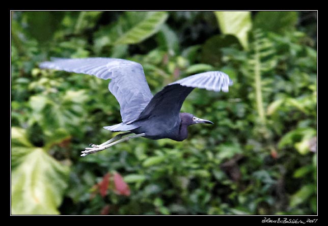 volavka modrošedá - little blue heron - egretta caerulea