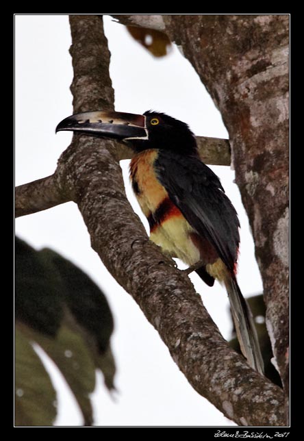 araccari pestr - collared aracari - pteroglossus torquatus