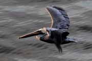 pelikn hnd - brown pelican - pelecanus occidentalis