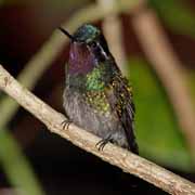 Costa Rica - Hummingbirds