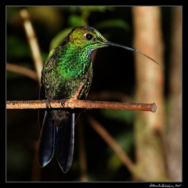 Costa Rica - Hummingbirds