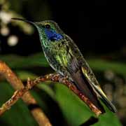 Costa Rica - Hummingbirds